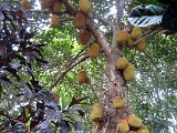 Jack Fruits